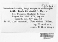 Uredo kaernbachii image